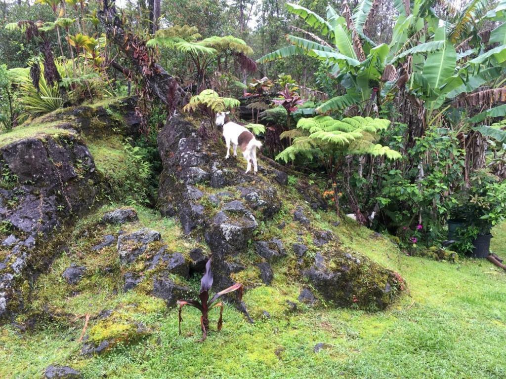 Honu Hale Villa Volcano Exterior photo